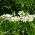 Sambucus ebulus fleur